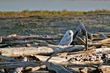Snowy Owl